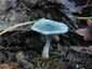 Zöld ánizsgomba (Clitocybe odora), Budai-hegység